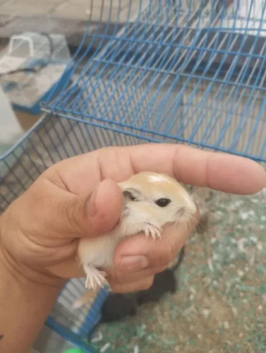 FILHOTES DE GERBIL A VENDA DIVERSAS COLORAÇÕES 