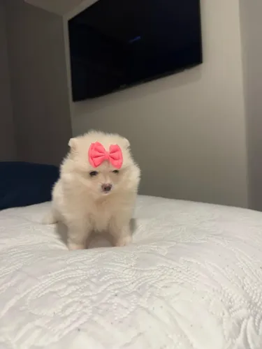 Cachorro Lulu da Pomerania lindo anaozinho disponível para presentear seu amor.