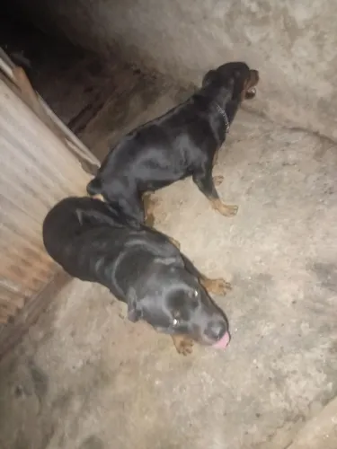 Rottweiler Alemão  reprotor pra  cobertura 