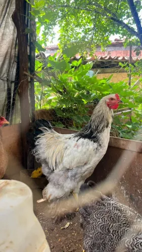 Galinhas e galo