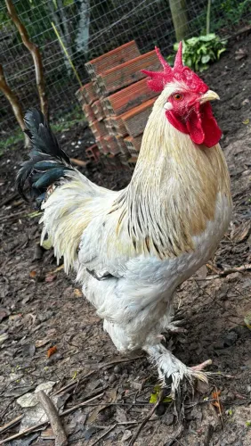 Galo