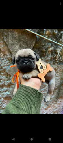 Pug macho