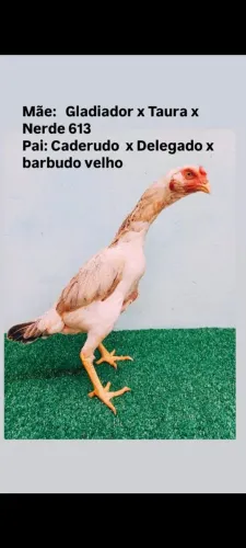 Vendo galinha índia Moura