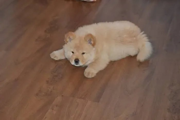 Chow Chow O Ursinho Que Vai Conquistar Seu Amor