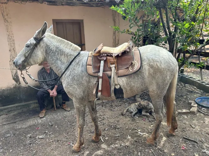 Vendo mula