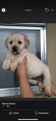 Labrador - verdadeiro é o mais puro amor 