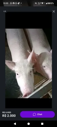 Vendo casal de porco com 7 meses de vida
