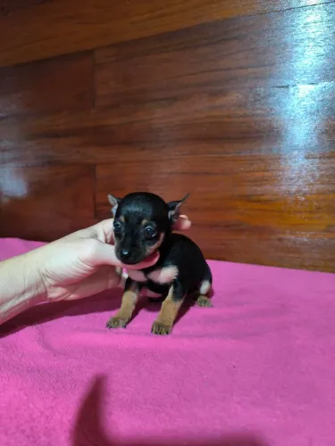 Pinscher zero femeas