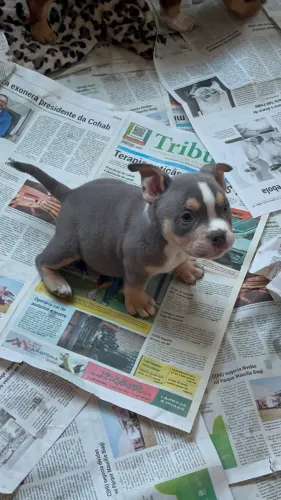 Filhote American bully 