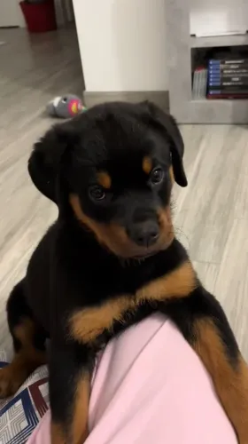 Rottweiler Esse bebê peludo quer fazer parte da sua história