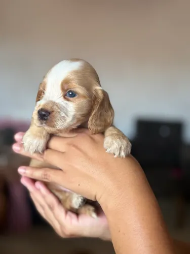 Cachorro