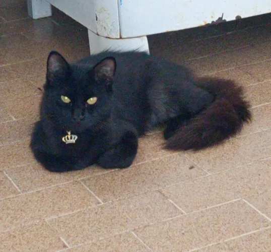 Doação de gatos