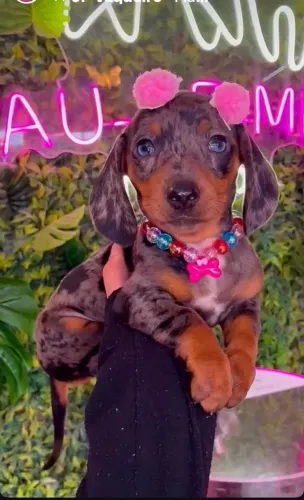 Dachshund ( linguicinha ) linda