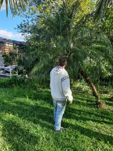Três Árvores de Palmeira Grande