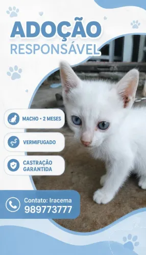 Adoção 