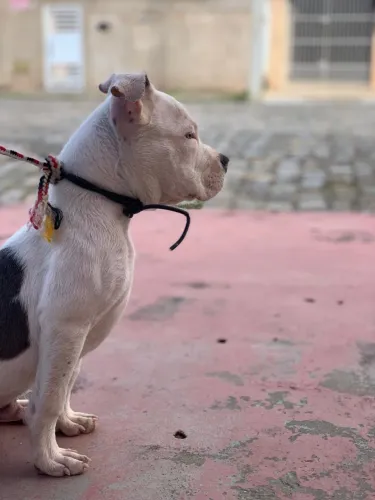 Filhote de Américan bully, com 4 meses.