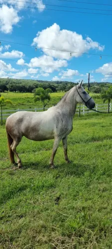 Égua Mangalarga
