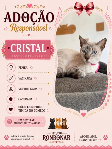 Gata fêmea para adoção 