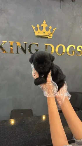Filhotes de Shih Tzu | Criados com Muito Carinho