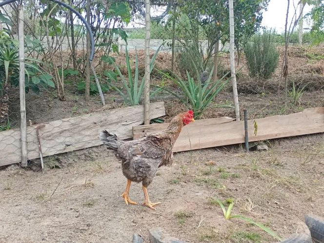 Vendo Aves caipira barato (Léia )