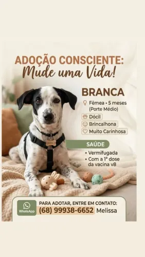 Doação de filhotes