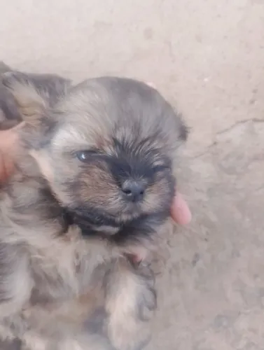 Filhote macho de lhasa apso
