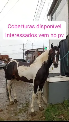 Vende se cobertura de um cavalo MM sem RG mais Eselente genética 