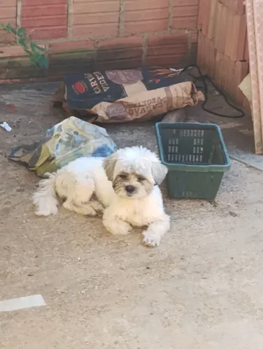 Cachorro shit Tzu