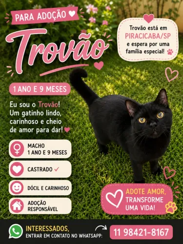 Adoção gato
