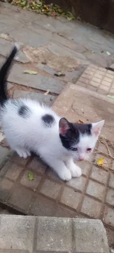 Gatinho macho dálmata raro