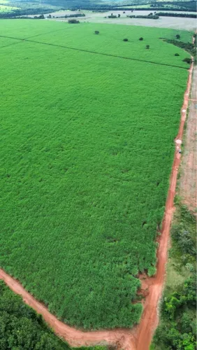 Fazenda lavoura de cana próximo Trevao 