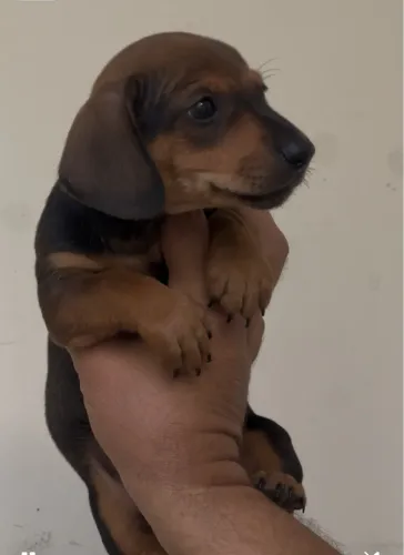 Dachshund / Basset / teckel