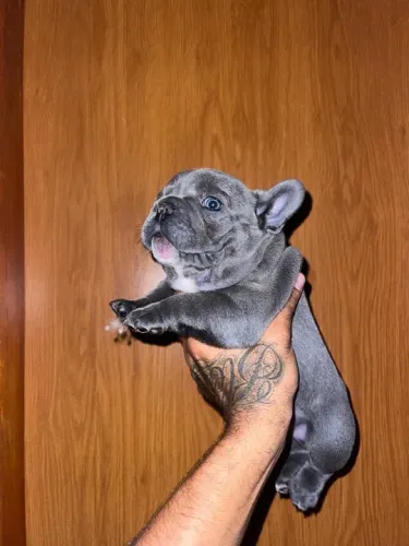 Bulldog francês blue