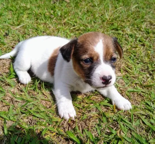 Jack Russell com garantia de saúde e pureza racial!