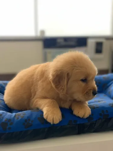 Golden retriever fêmea na cor dourada vacinada e com pedigree filhotes com 57 dias