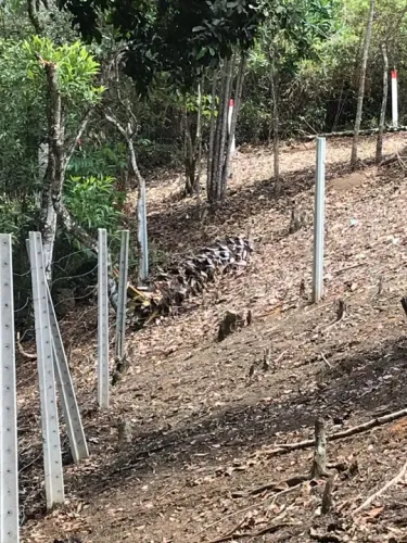 Lote Chã de Cruz