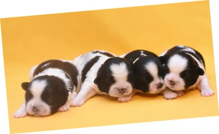 Shih-Tzu Pequeno Dourado e Preto Fêmea - Extremamente Meiga e Alegre! 