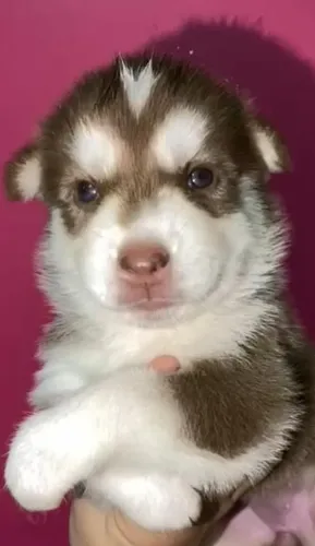 Husky Siberiano com olhos marcantes e entrega imediata!