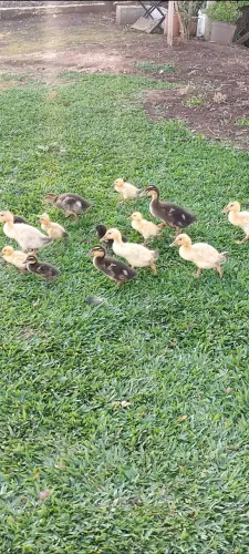 Marreco Rouen filhotes