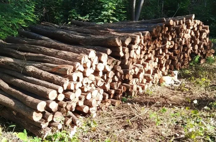 Estacas de sabiá no Cariri