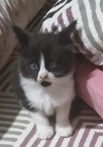 Lindo filhote maine coon -Havila filhotes