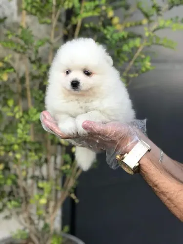 Spitz Alemão tamanho anão padrão ursinho, com suporte veterinário gratuito durante 6 meses