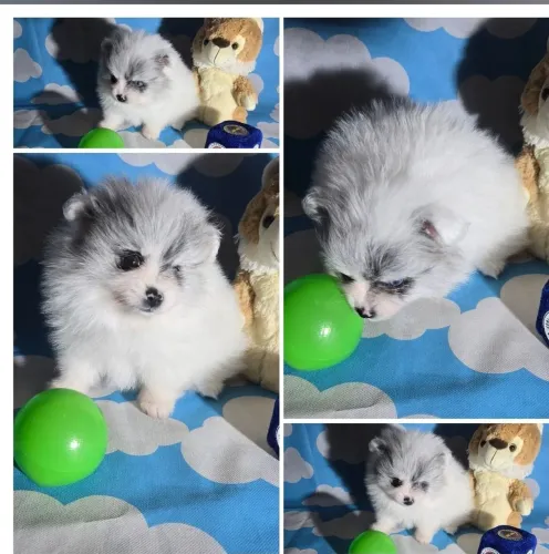 Spitz alemão merle blue fêmea