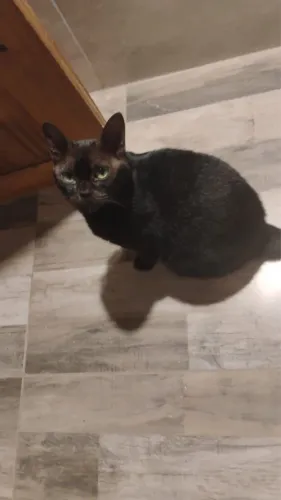 Gata fêmea castrada 