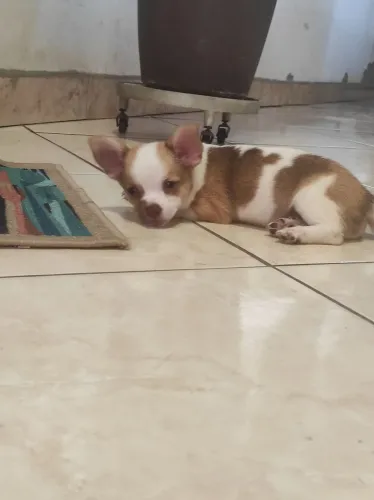 Lindo filhote de chihuahua