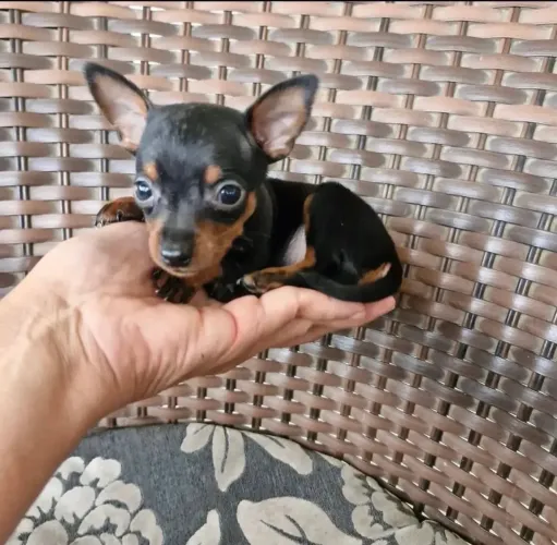 Pinscher para uma nova família