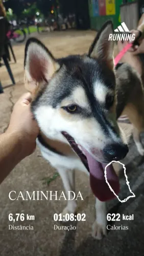 Doação de cachorro Huskie fêmea 