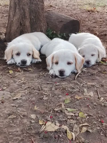 Cachorrinhos 
