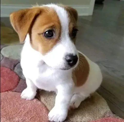 Jack Russell Sou adrenalina em quatro patas.