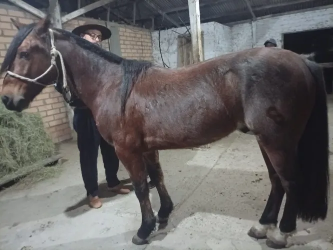 Cavalo rusilho